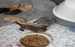 Mixed Breed cats for sale: Siamese/ragdoll/Scottish fold  - Image 11