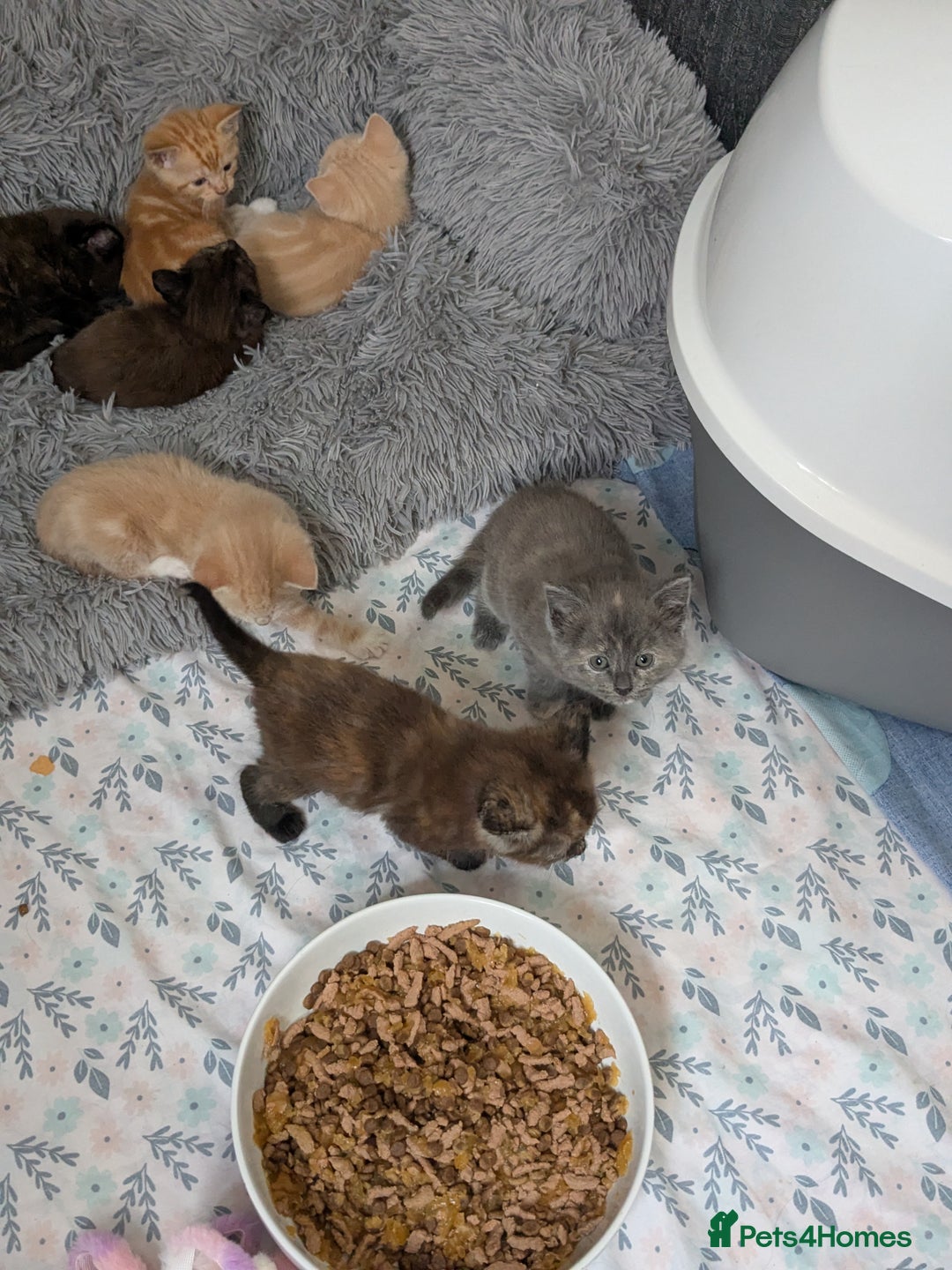 Mixed Breed cats for sale: Siamese/ragdoll/Scottish fold  - Image 11