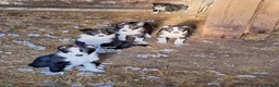 Border Collie dogs for sale: 5 Beautiful Border Collie Puppies - Advert 4