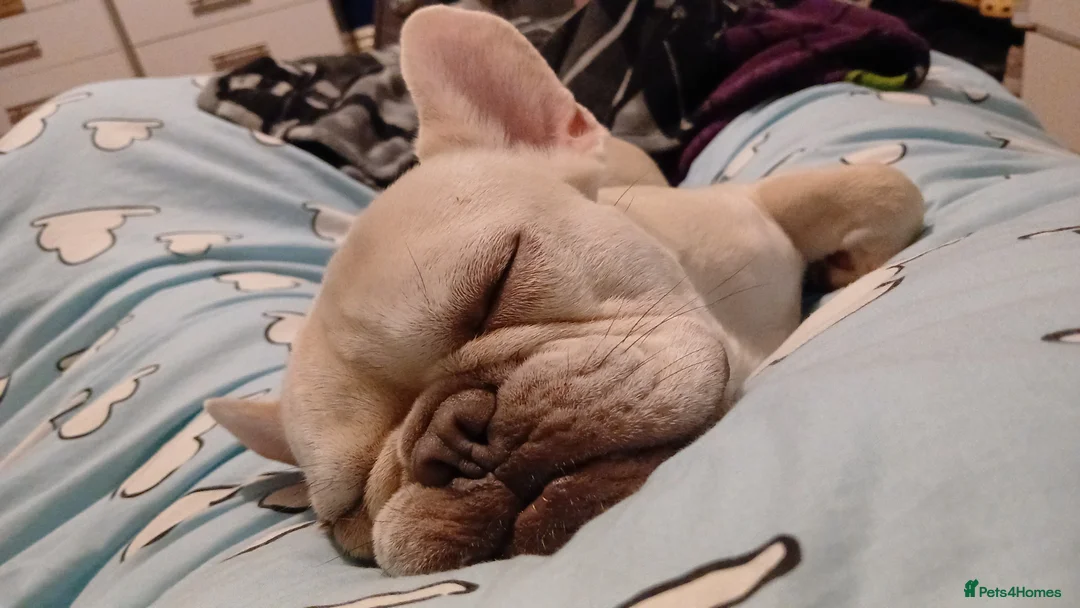 French Bulldog dogs for sale: Male French bulldog  - Advert 2