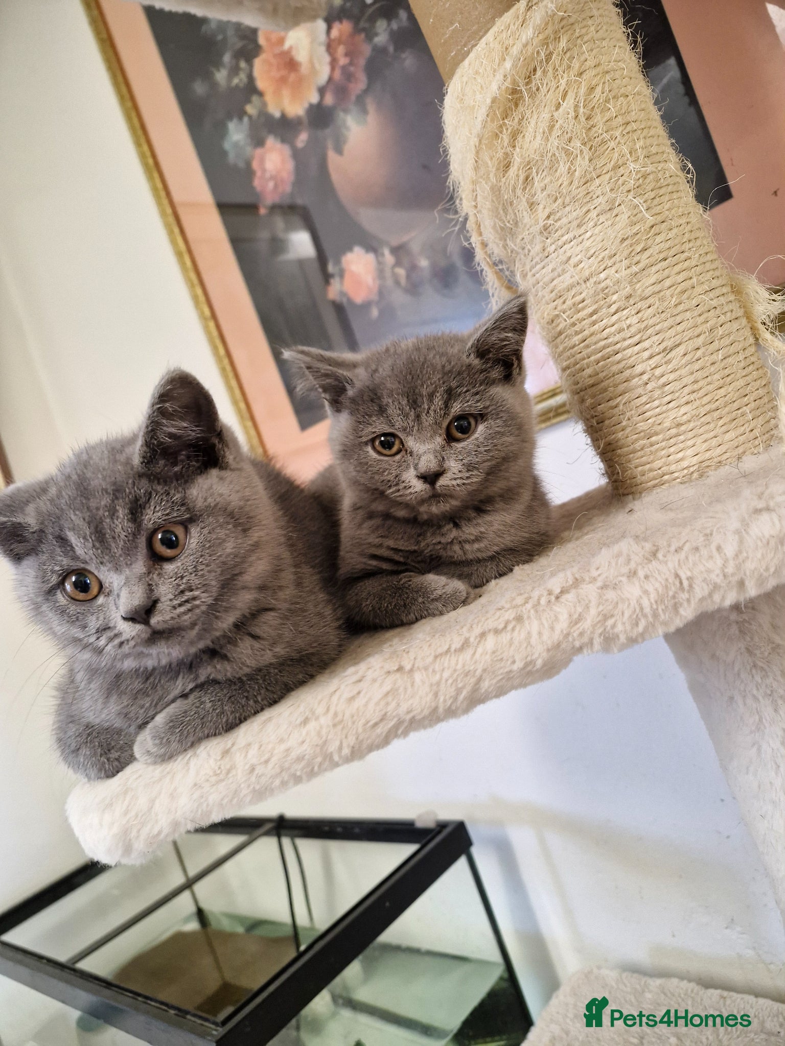 British Shorthair cats British Shorthair Kittens  - Advert 14