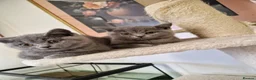British Shorthair cats for sale: British Shorthair Kittens  - Advert 1