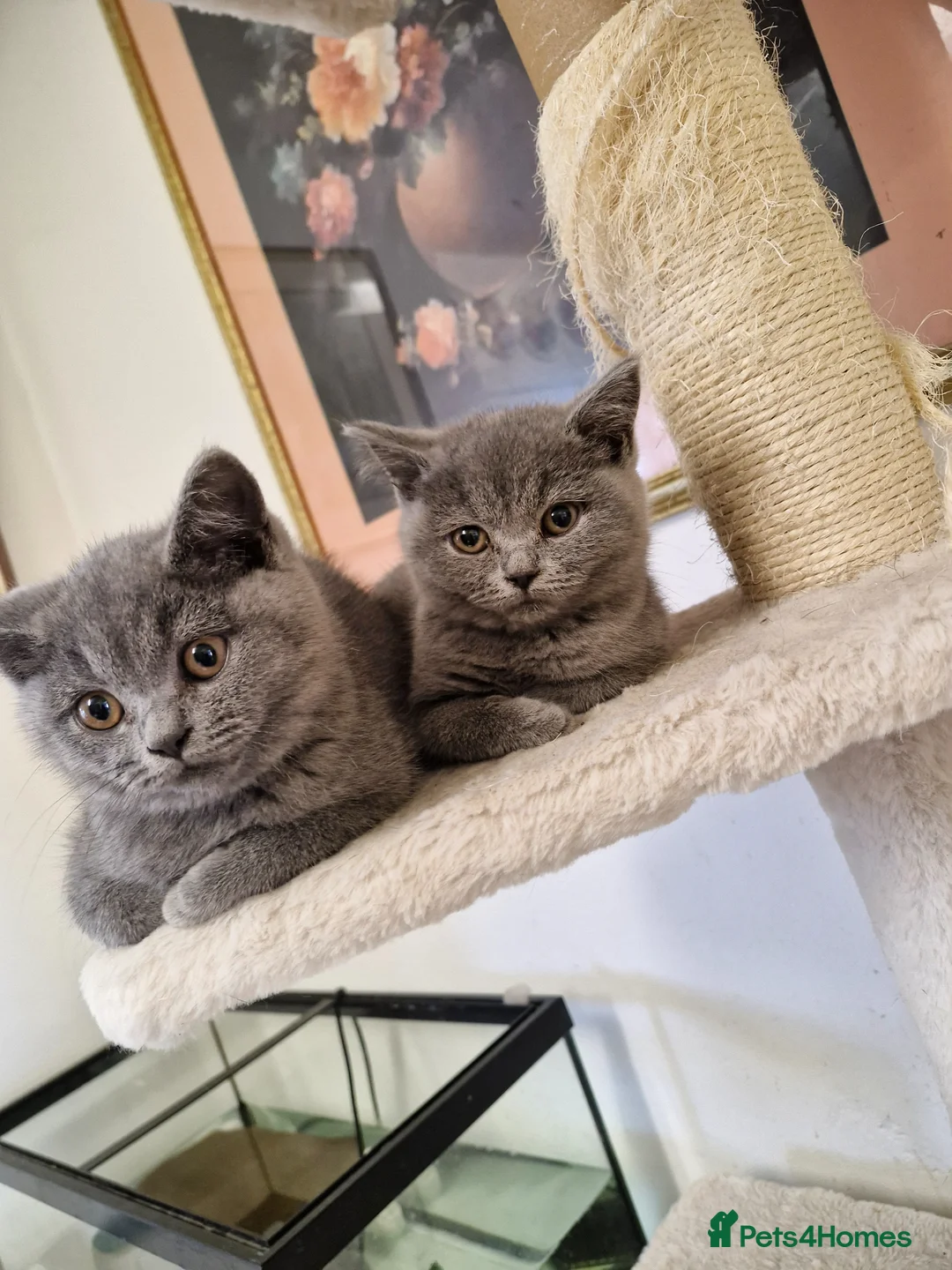 British Shorthair cats for sale: British Shorthair Kittens  - Advert 1