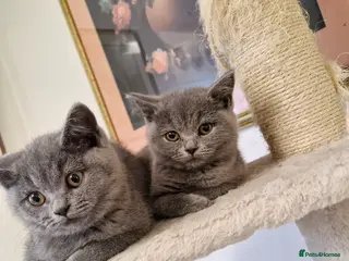 British Shorthair cats British Shorthair Kittens - Advert 14