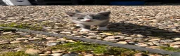 Mixed Breed cats for sale: Mixed breed Kittens  - Advert 7