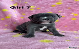 Staffordshire Bull Terrier dogs for sale: Stella & Astro Puppies - Image 7