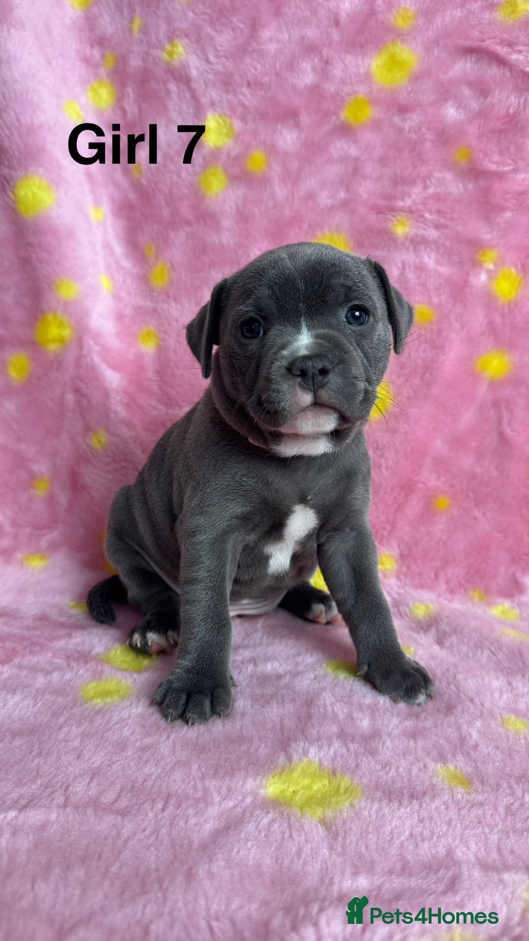 Staffordshire Bull Terrier dogs for sale: Stella & Astro Puppies - Image 7