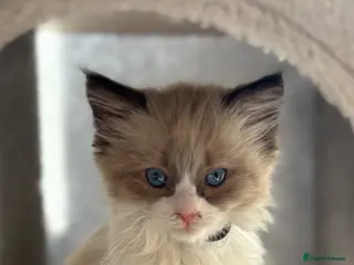Ragdoll cats Beautiful Females Ragdoll Kittens - Advert 13