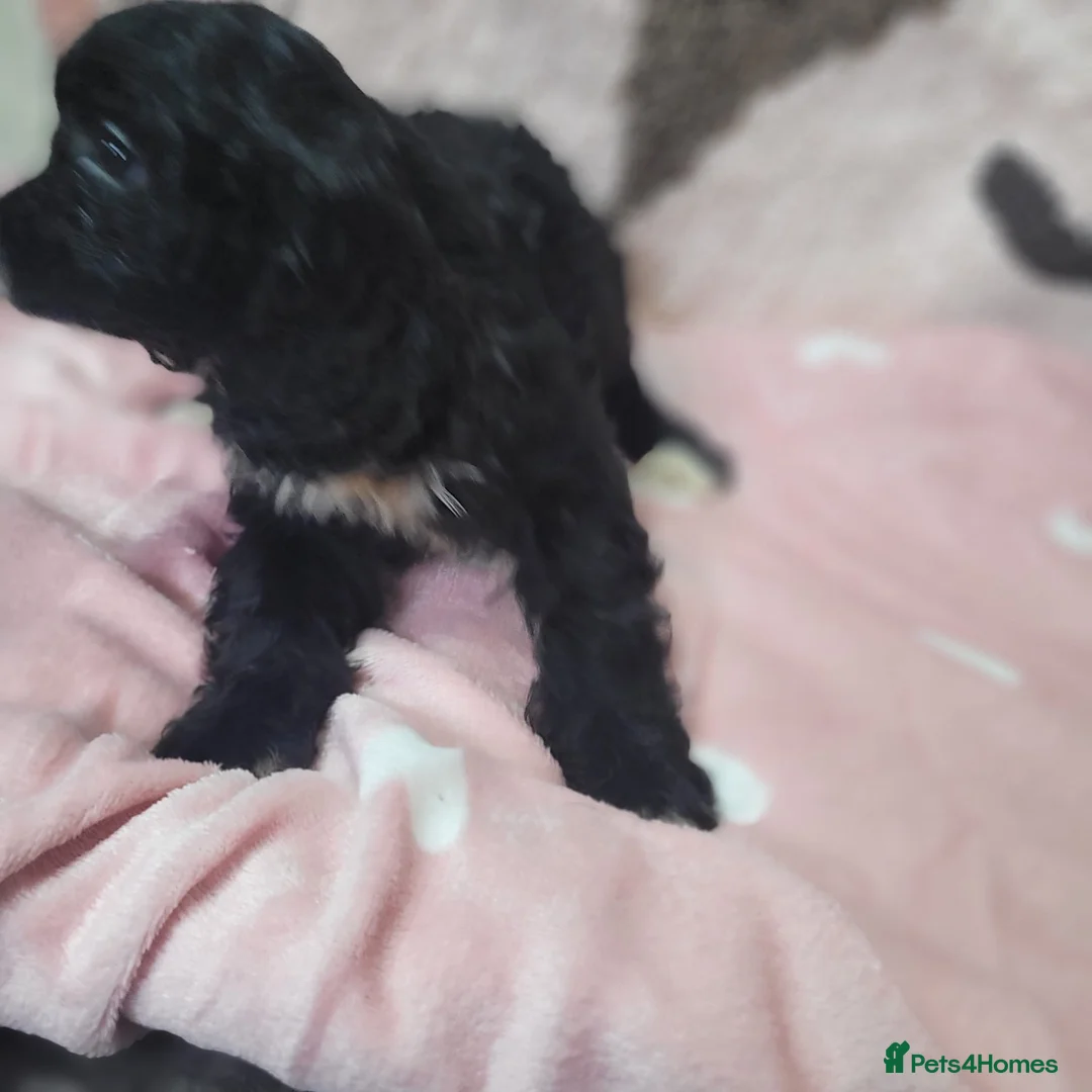 Cavapoo dogs for sale: You F1 Cavapoo puppies - Advert 13