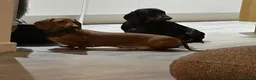 Dachshund dogs for sale: Dachshund puppies for sale - Advert 1