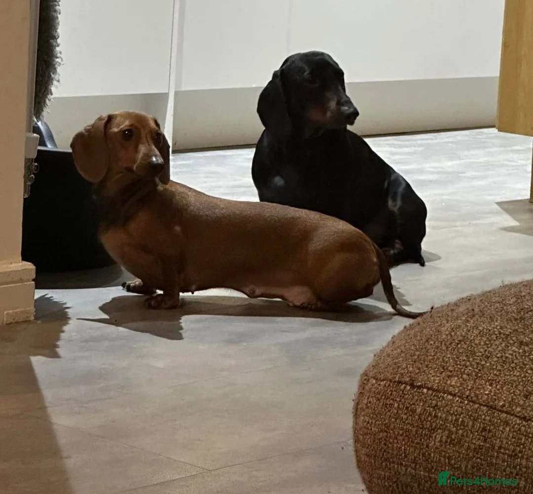 Dachshund dogs for sale: Dachshund puppies for sale - Advert 1