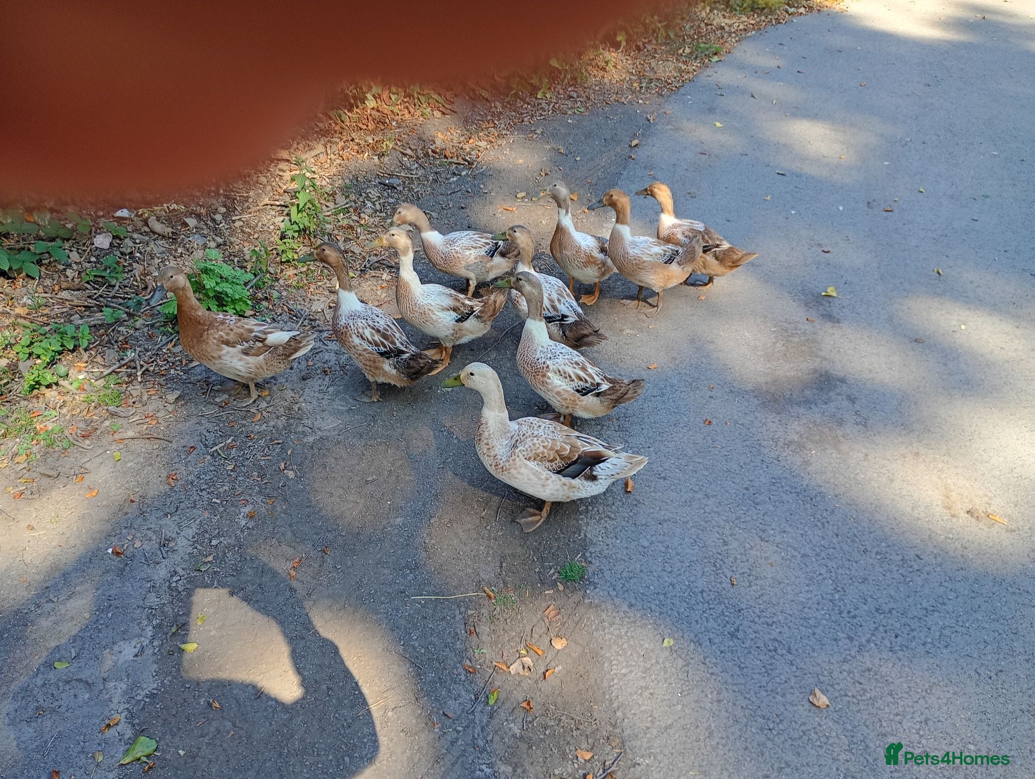 Ducks poultry Brecon buff ducks for sale - Advert 4