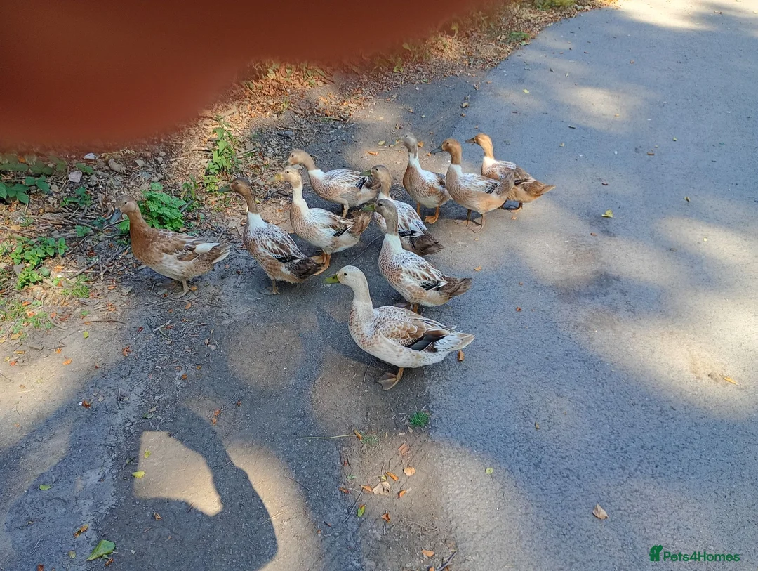 Ducks poultry for sale: Brecon buff ducks for sale in Builth Wells - Advert 1