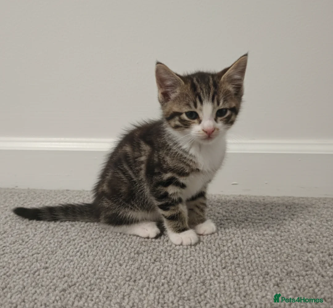 Mixed Breed cats for sale: Kittens for sale - Advert 4