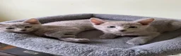 Russian Blue cats for sale: TICA 5* pedigree Russian blue kittens  - Advert 6