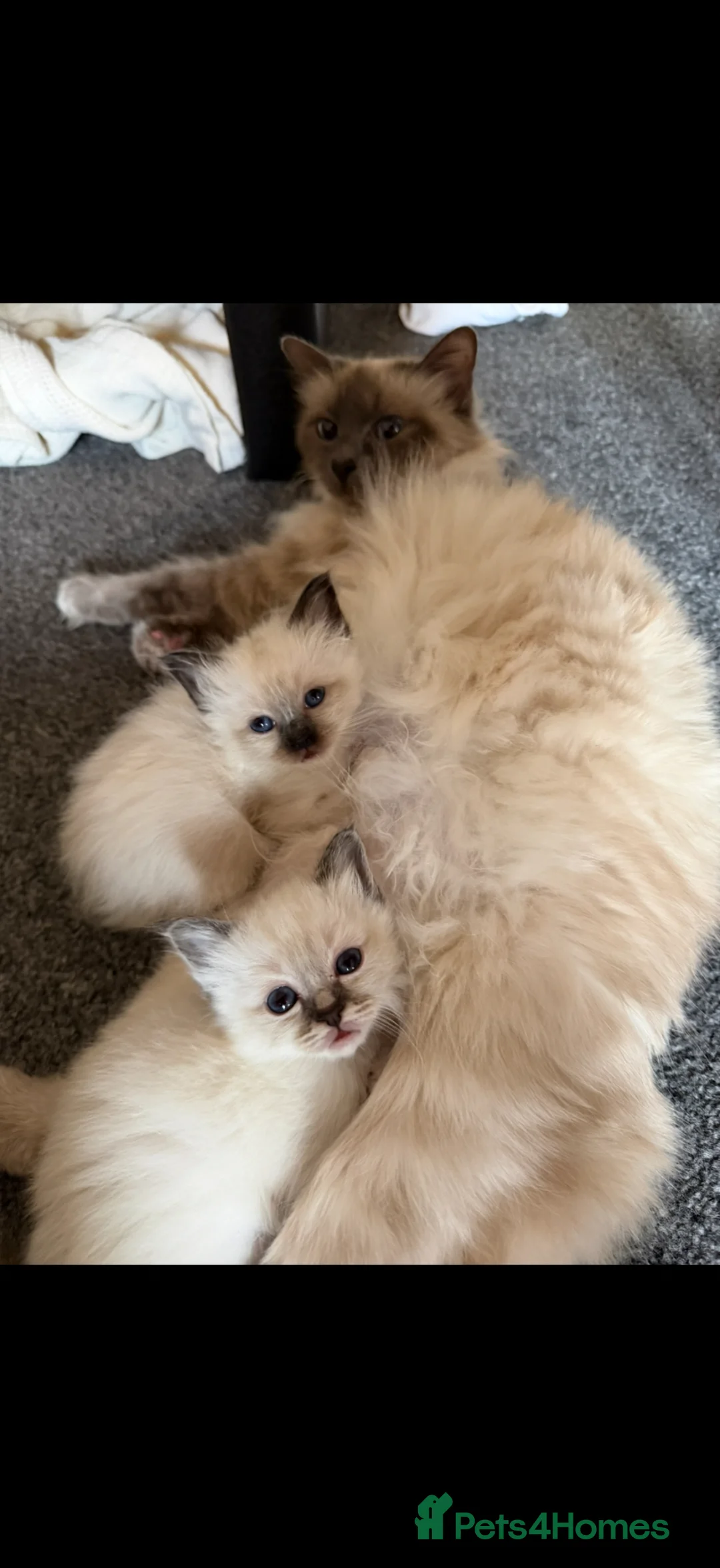 Birman cats for sale: Birman kittens  - Advert 5