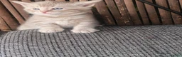 Mixed Breed cats for sale: Bengal mix  - Advert 14