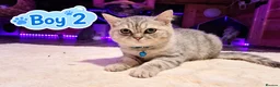 Scottish Fold cats for sale: Beautiful Scottish Fold,British & Munchkin Kittens - Advert 3