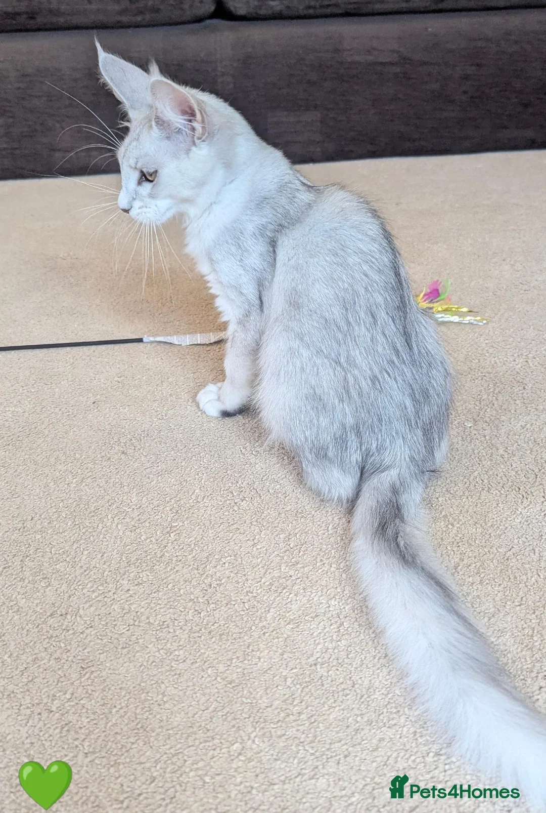 Maine Coon cats for sale: Ticked & Shaded Registered Kittens  - Advert 19