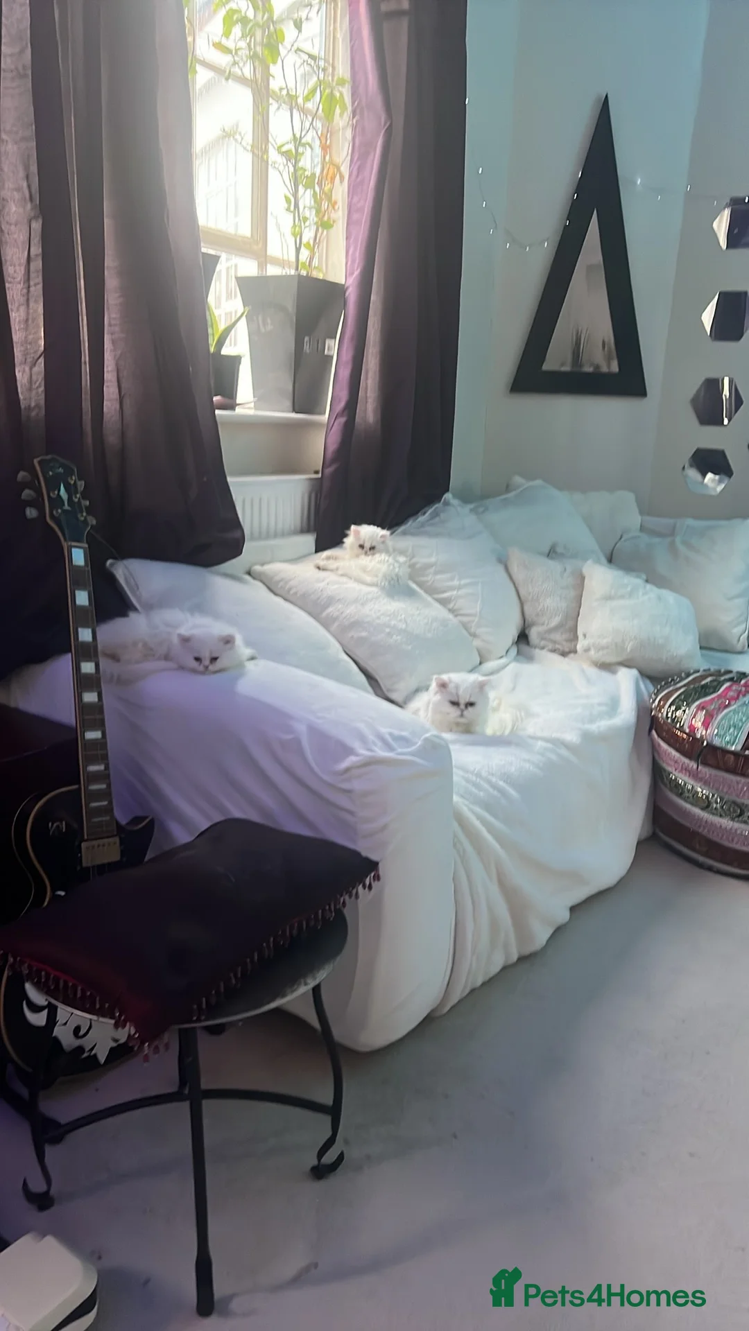 Persian cats for sale: EXOTIC DOLL FACE PERSIAN - LONG HAIR - Advert 2