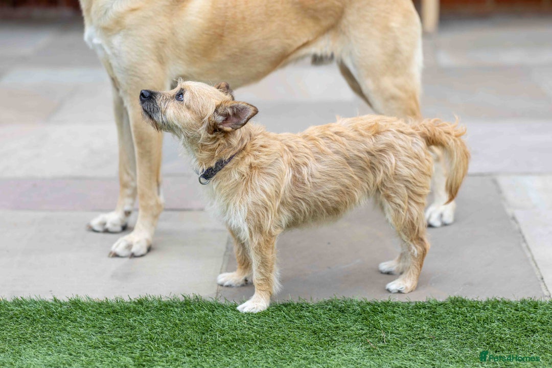 Mixed Breed dogs for adoption: Livvy - Image 27