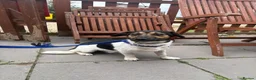 Mixed Breed dogs for adoption: Gumbo - Norwich Norfolk  - Advert 6