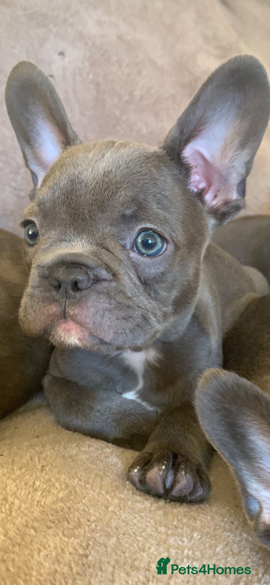 French Bulldog dogs QUALITY KC FRENCH BULLDOG PUPPIES  - Advert 1