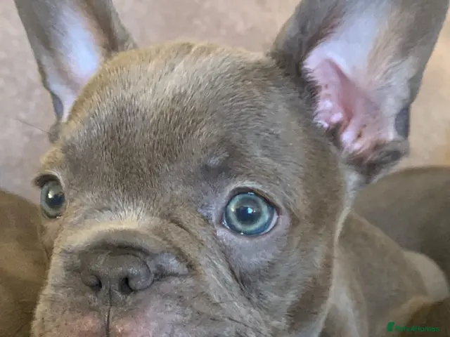 French Bulldog dogs for sale: QUALITY KC FRENCH BULLDOG PUPPIES - Advert 1
