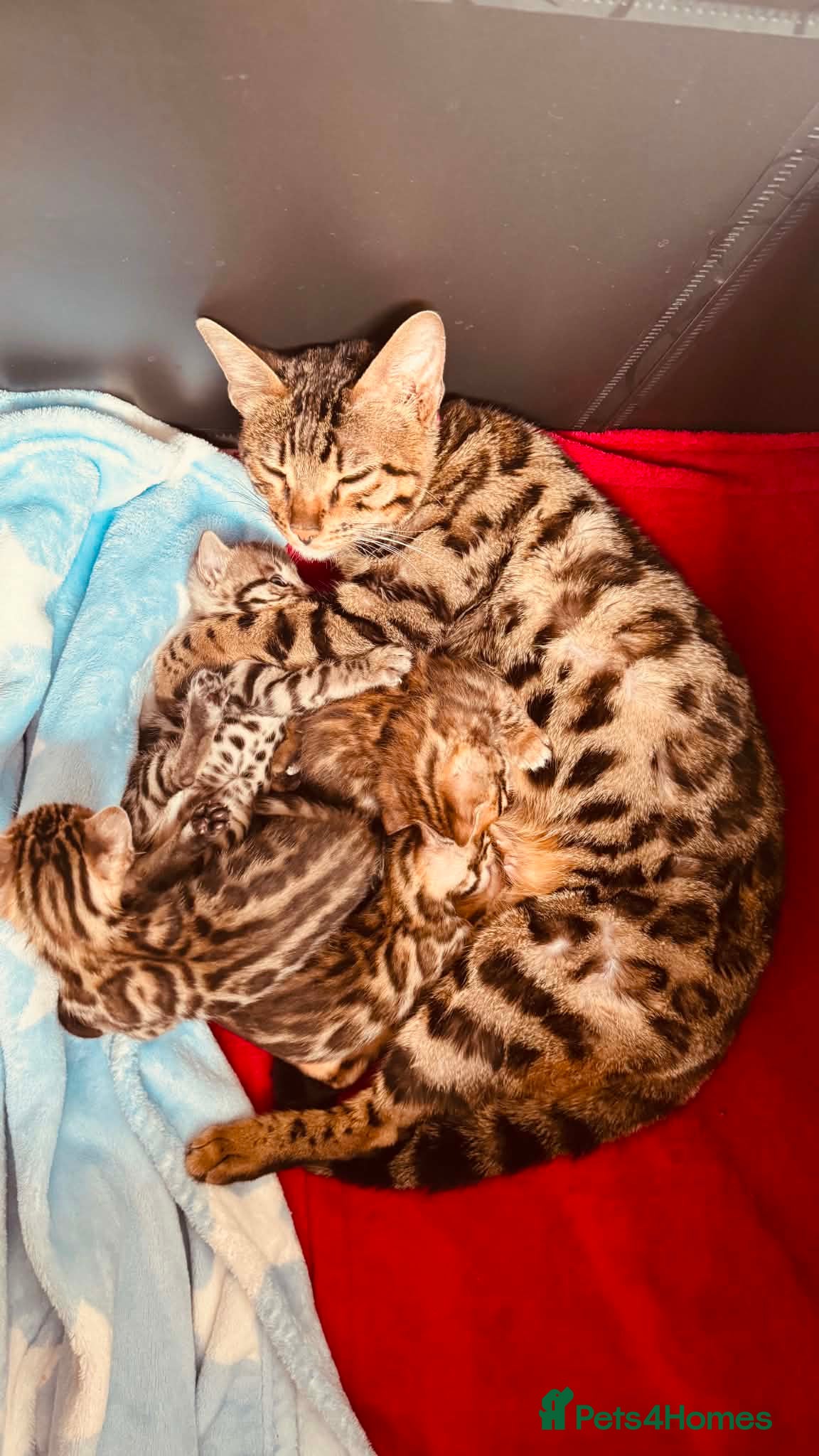 Bengal cats for sale: Stunning Purebred Bengal Kittens for sale. - Advert 1