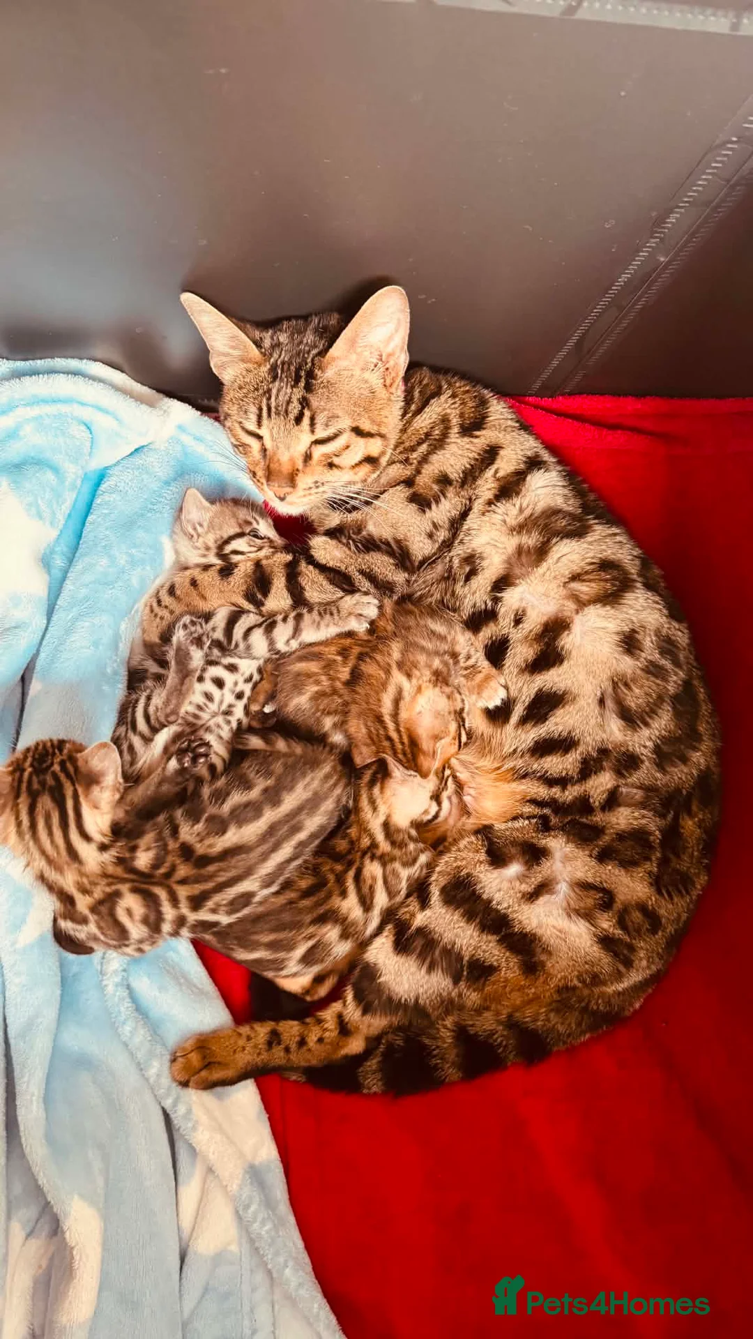 Bengal cats for sale: Stunning Purebred Bengal Kittens for sale. - Advert 1