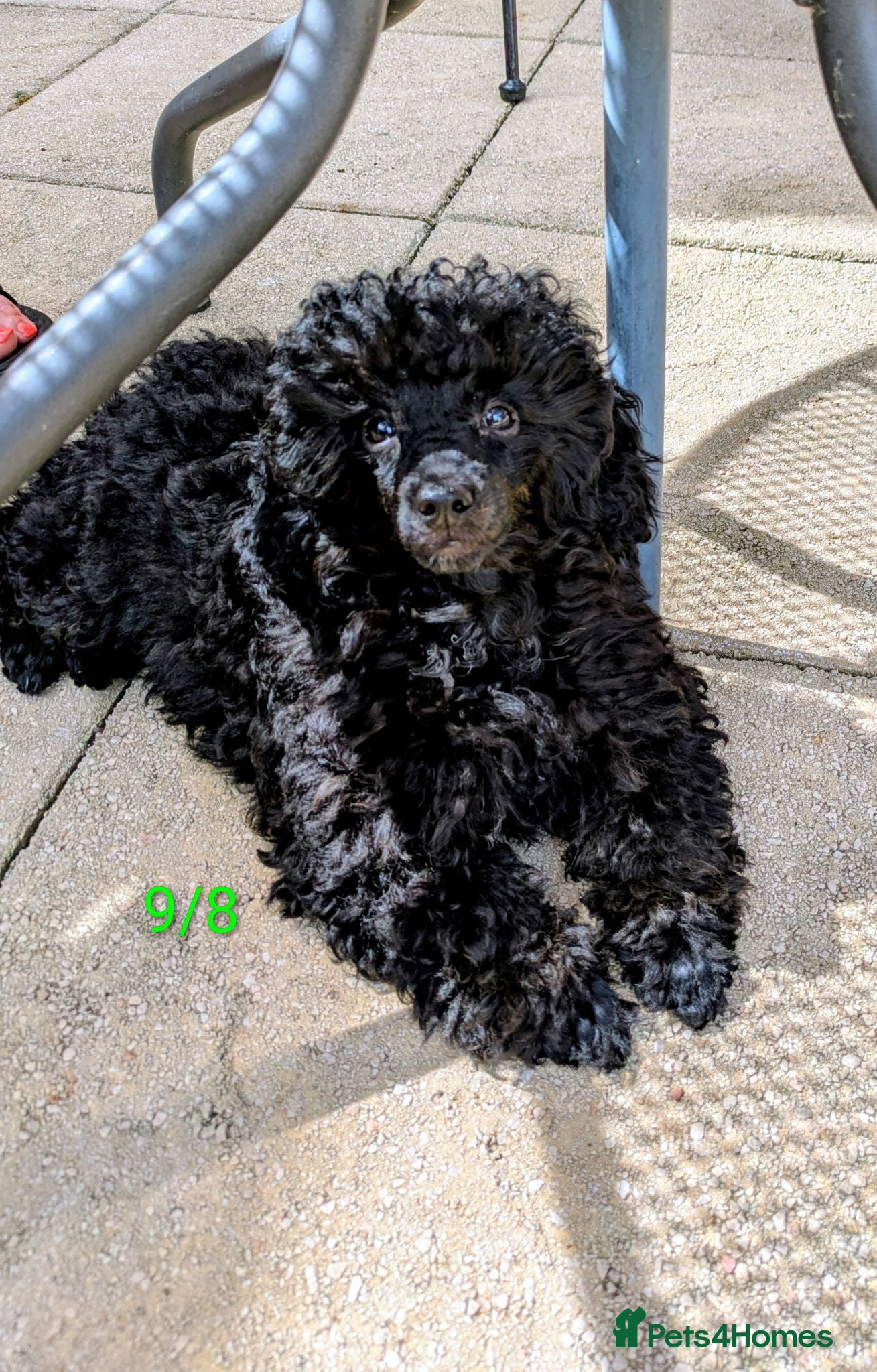 Toy Poodle dogs Toy poodle black girl KC , fully vac 16 weeks old  - Advert 1
