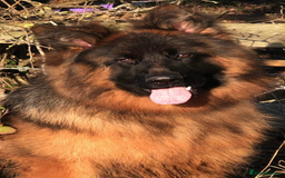 German Shepherd dogs for sale:  kc health tested long haired German shepherd pups - Image 1