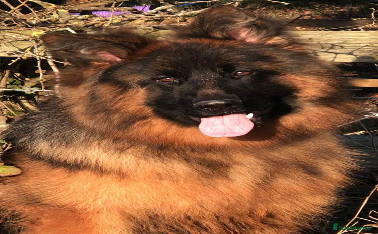 German Shepherd dogs - Advert 2