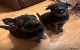 German Shepherd dogs for sale: German Shepherd Pups For Sale - Advert 8