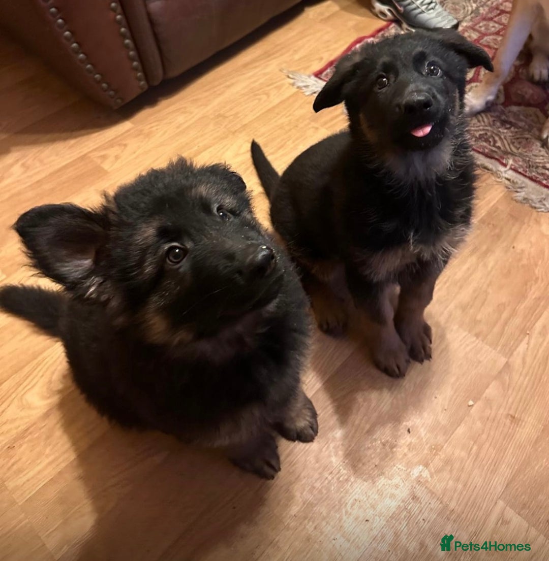 German Shepherd dogs for sale: German Shepherd Pups For Sale - Advert 8