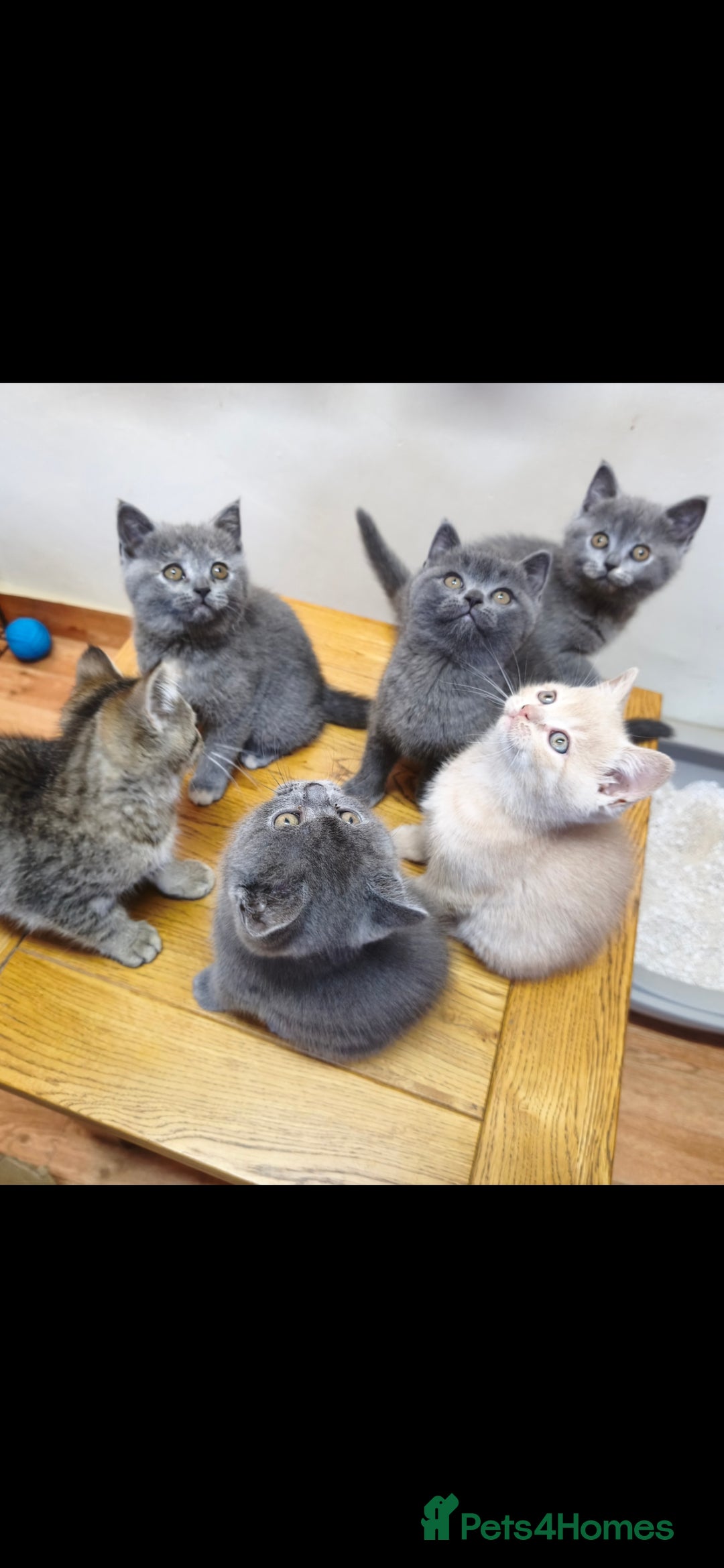 British Shorthair cats for sale: British Shorthair Kittens Imported Parents  - Advert 8