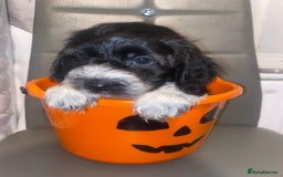 Cockapoo dogs for sale: 11 week old male Cockapoo  - Advert 7