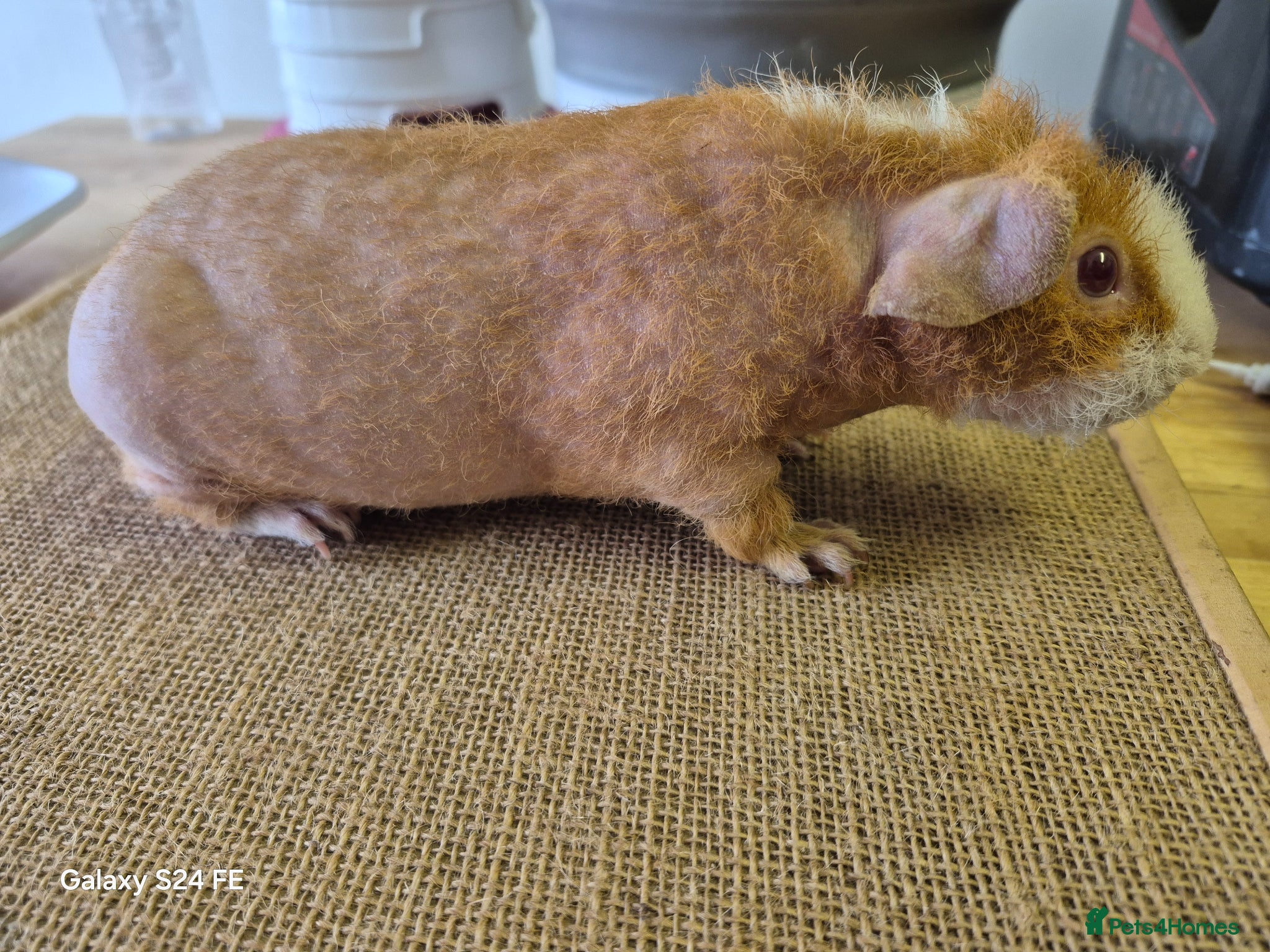 Guinea Pig rodents Guinea pig and a Werewolf for sale - Advert 1
