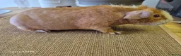 Guinea Pig rodents for sale: Guinea pigs and Werewolves for sale - Advert 1