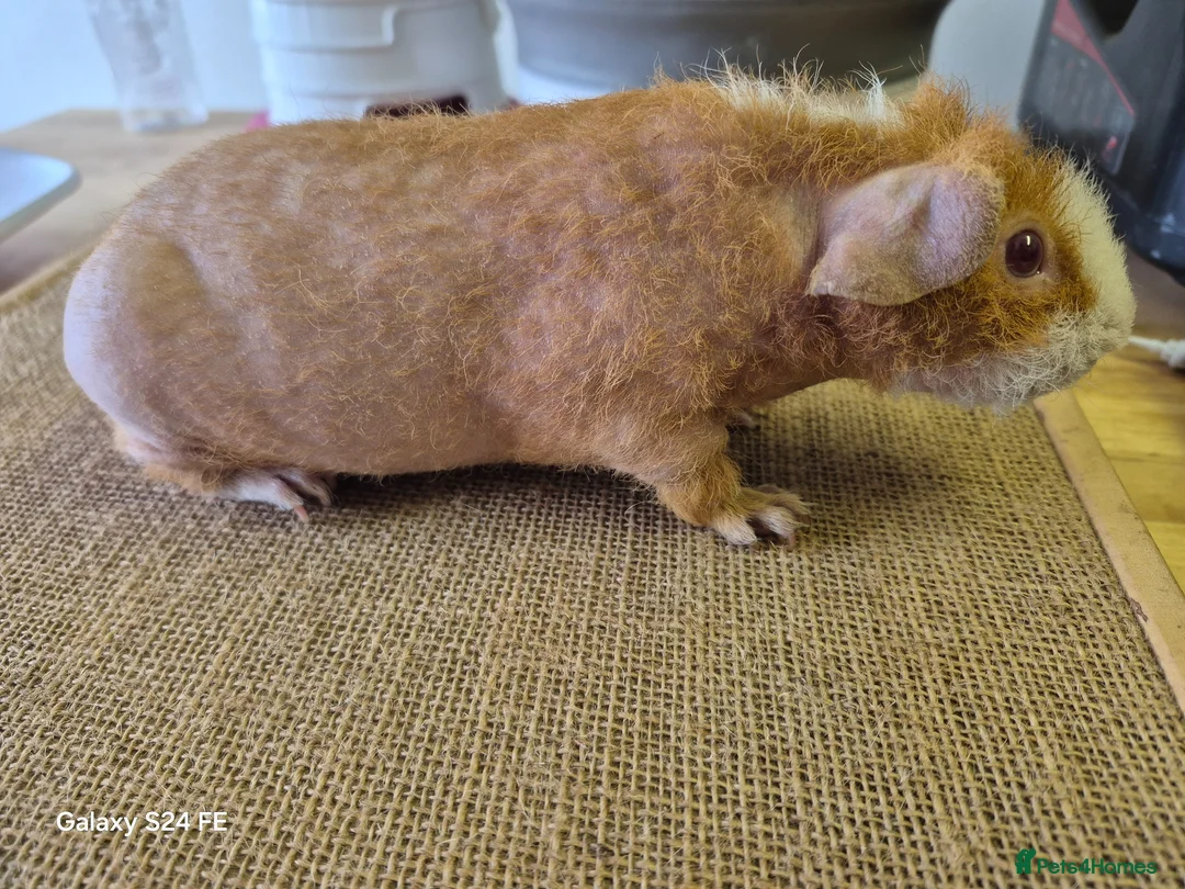 Guinea Pig rodents for sale: Guinea pigs and Werewolves for sale - Advert 1