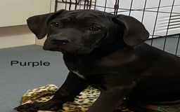 Cane Corso dogs for sale: Big Pure Cane Corso Puppies Ready Now!  - Image 26