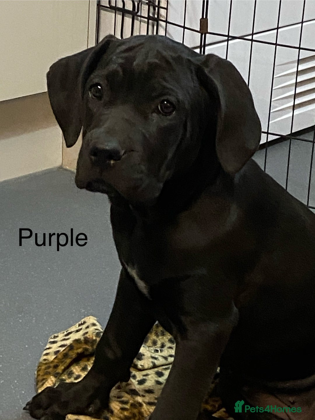 Cane Corso dogs for sale: Big Pure Cane Corso Puppies Ready Now!  - Image 26