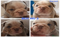 English Bulldog dogs for sale: Dwkc englìsh bulldog puppies  - Image 30