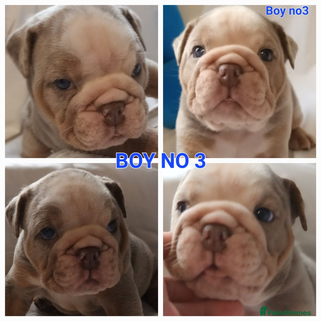 English Bulldog dogs for sale: Dwkc englìsh bulldog puppies  - Image 30