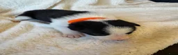 Border Collie dogs for sale: Pure Bred Border Collie Puppies For Sale - Advert 13