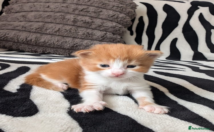 Mixed Breed cats - Advert 7