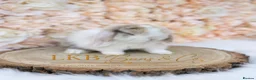 Mini Lop rabbits for sale: 🌟 PEDIGREE MINI LOPS 🌟 - Advert 4