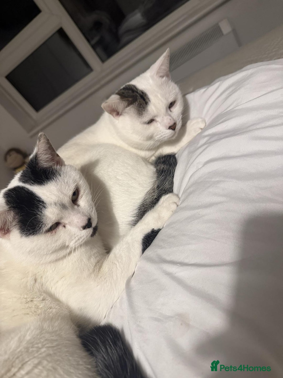 Mixed Breed cats for adoption: Bonded brothers need a home to share for life - Advert 1