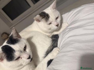 Mixed Breed cats Bonded brothers need a home to share for life - Advert 1