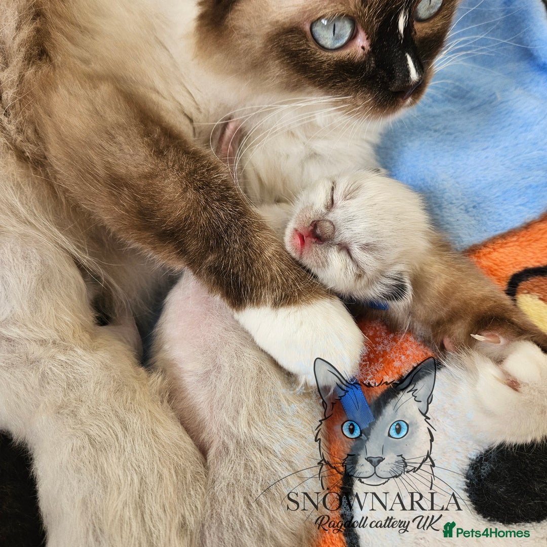 Ragdoll cats for sale: 5 Tica Boys Chocolate Point, Black Solid Mit,Blue  - Image 2